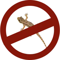 Lizards Control Services in Aligarh 